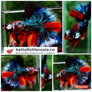 Betta fish OHM Multicolor Emerald Candy Sky Hawk