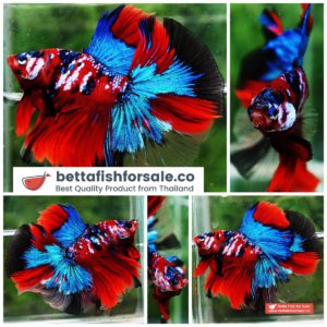 Betta fish HM Red Emerald Galaxy Koi