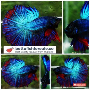 Betta fish HM The Turquoise Red Wash