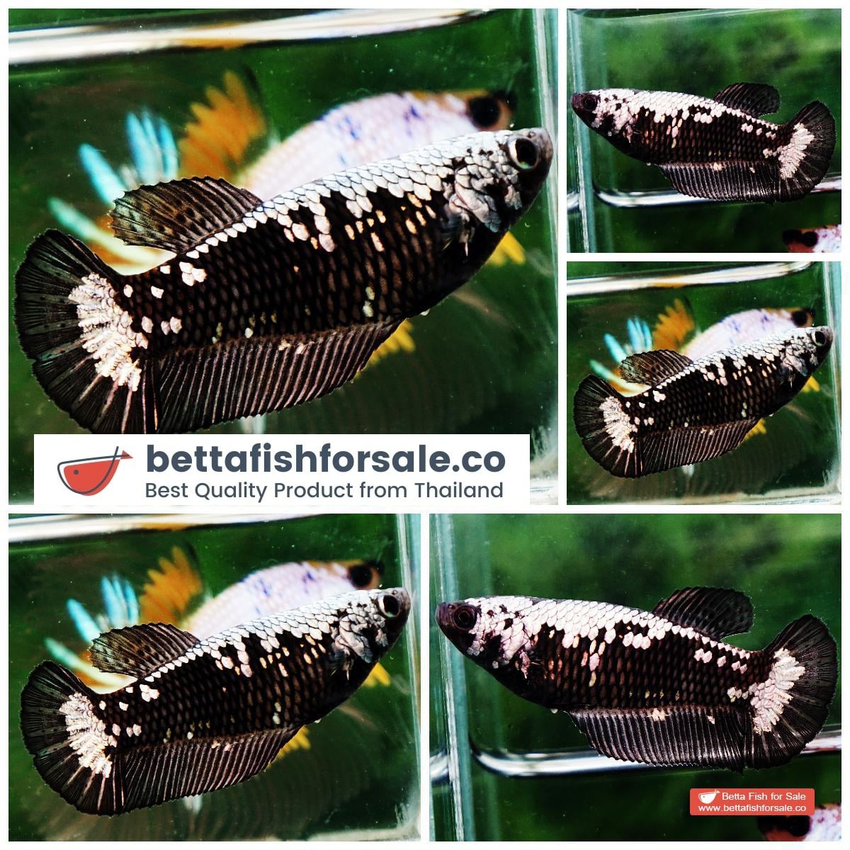 Betta fish Female HMPK Shadow Black Samurai