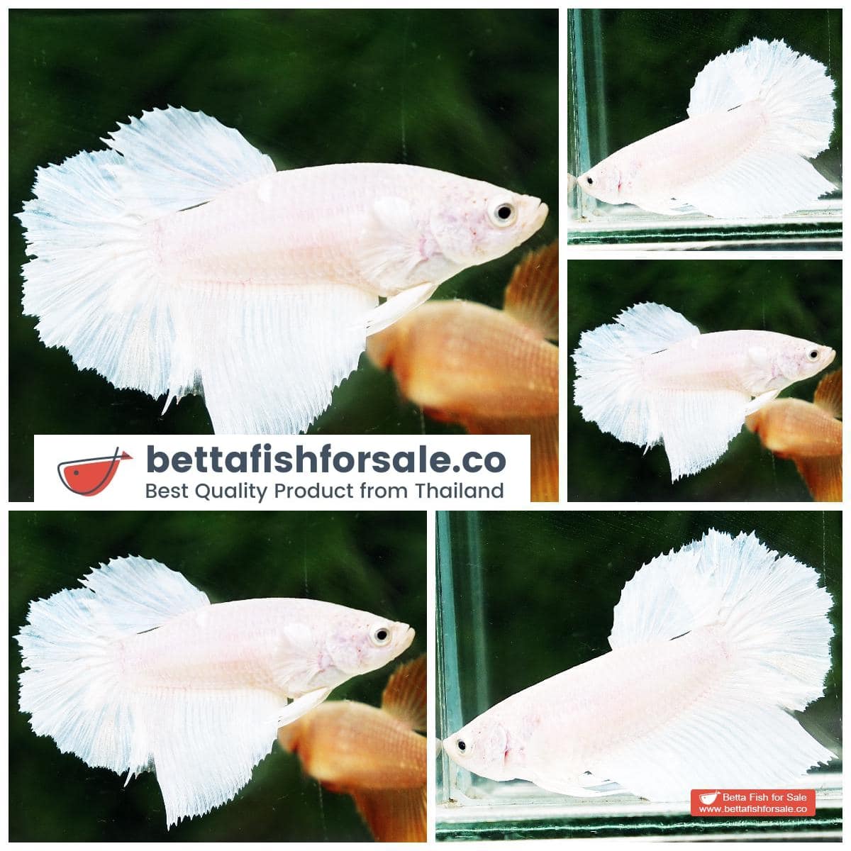 Betta fish Female HM White Opaque Rose tail