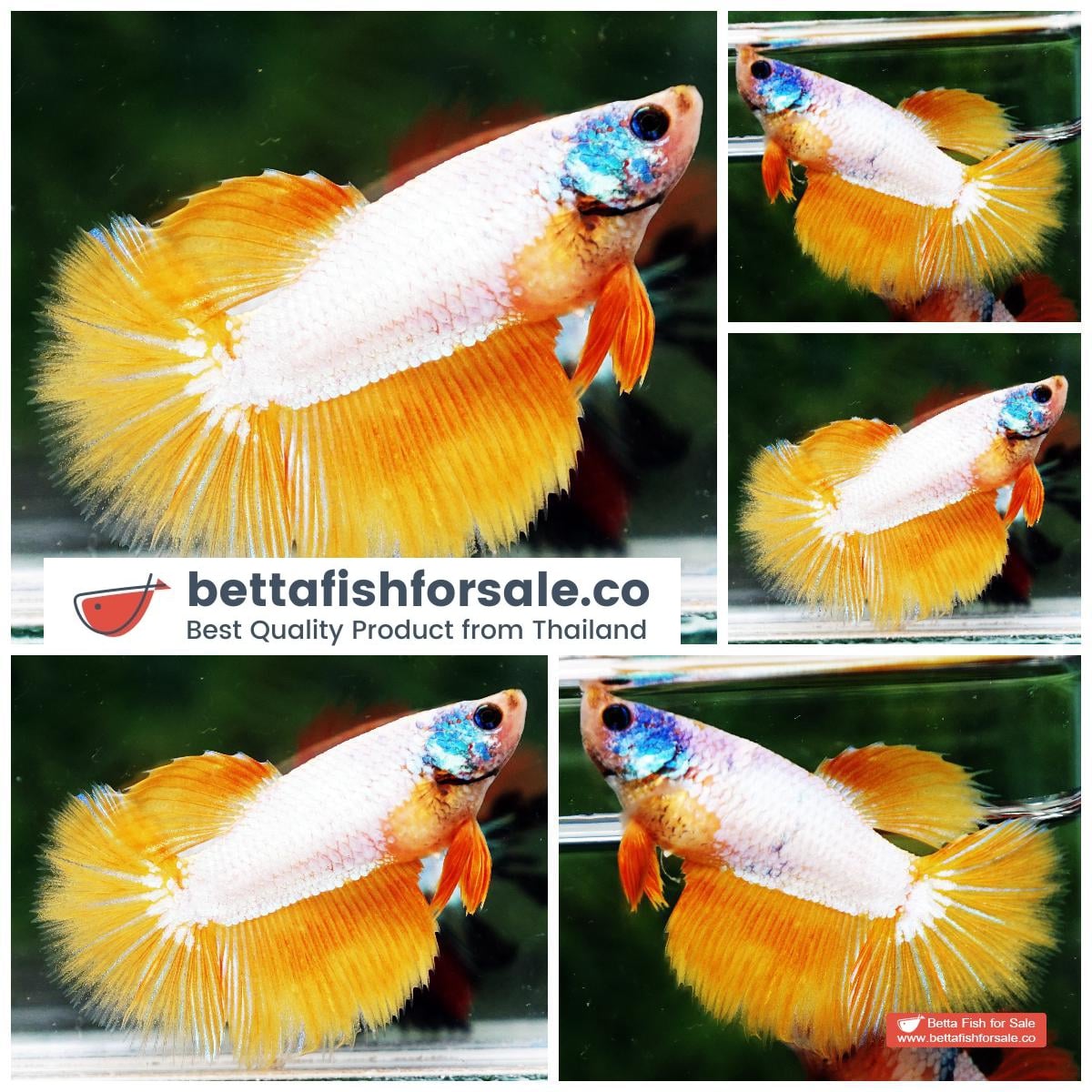Betta fish Female HM Yellow Macaw Star Dust
