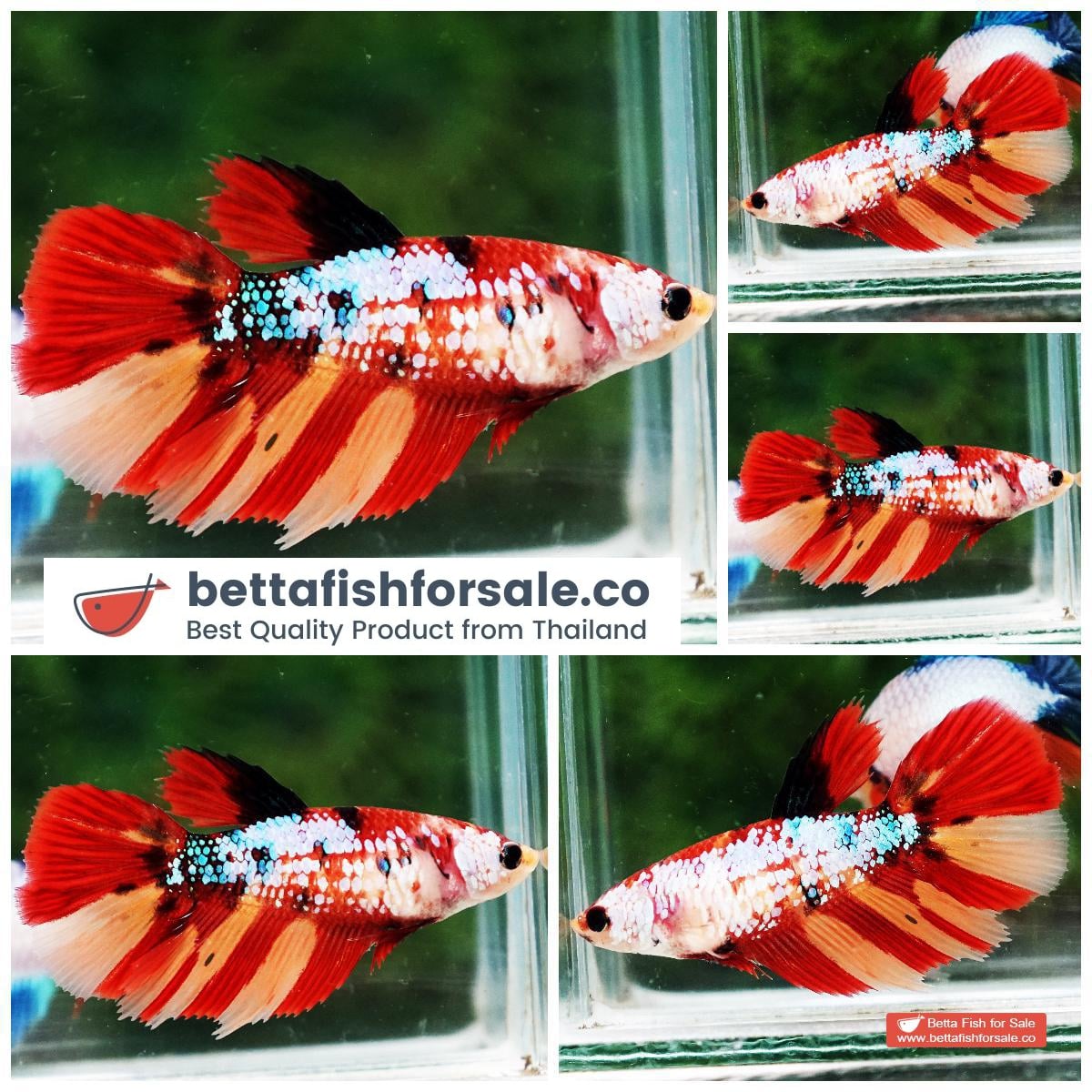 Betta fish Female HM Multicolor Candy On Fire