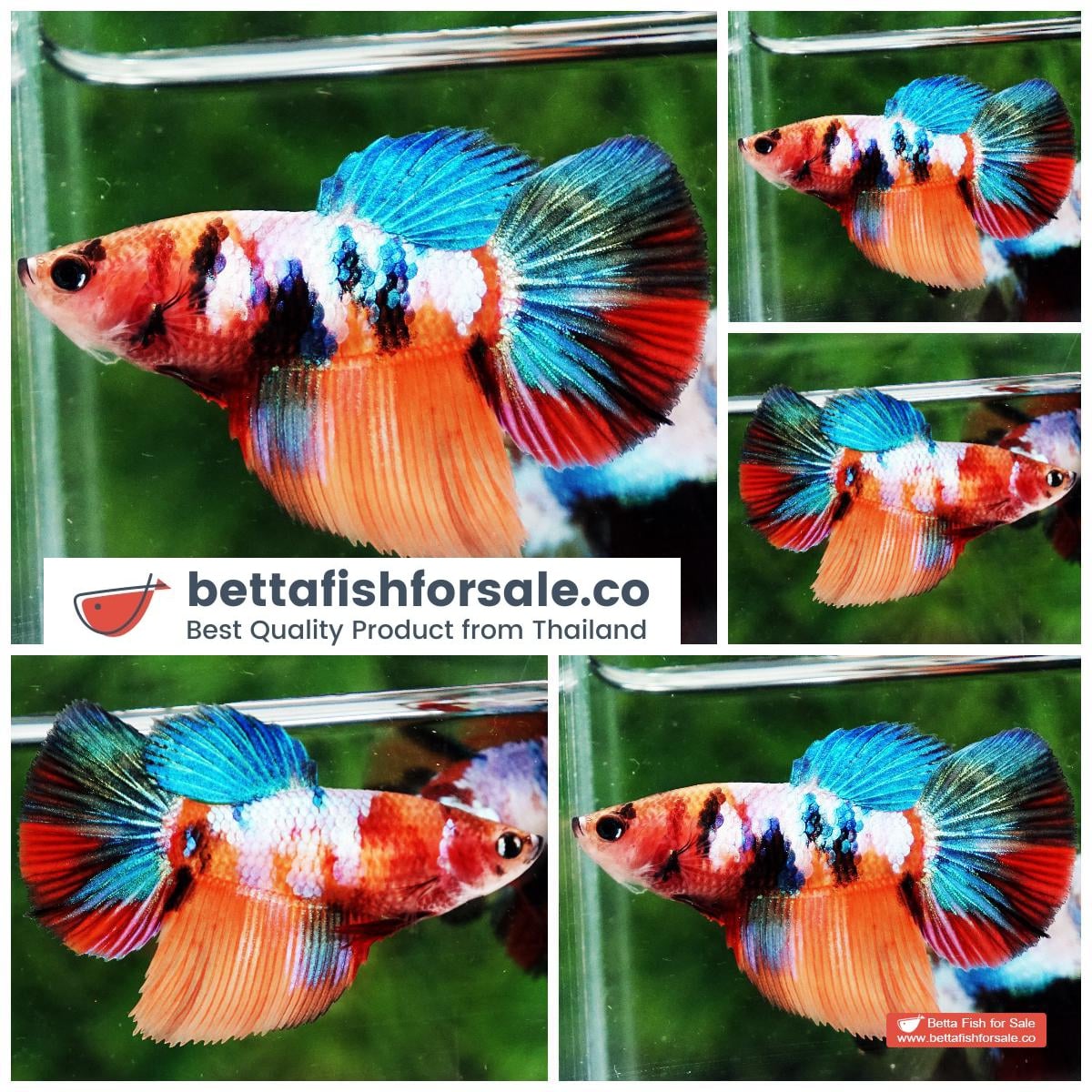 Betta fish Female HM Multicolor Candy Rainbow