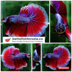 Betta fish OHM Metallic Purple Lavender