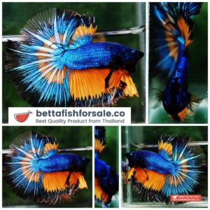 Betta fish OHM Blue Mustard Gas Butterfly