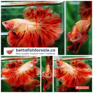 Betta fish OHM Strong Armageddon Meteor