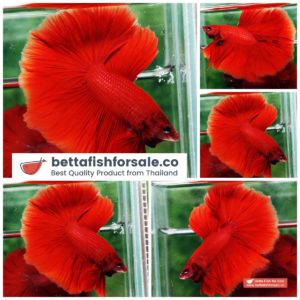 Betta fish HM Super Strong Red