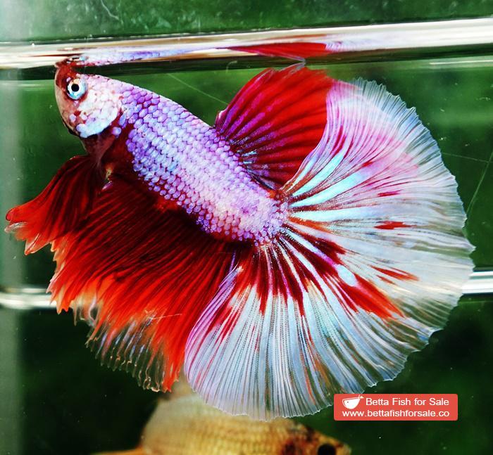 Betta fish OHM Fancy Pink Lilly Flower - Image 4