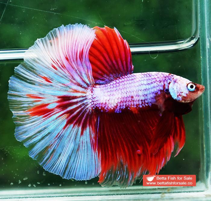 Betta fish OHM Fancy Pink Lilly Flower - Image 2