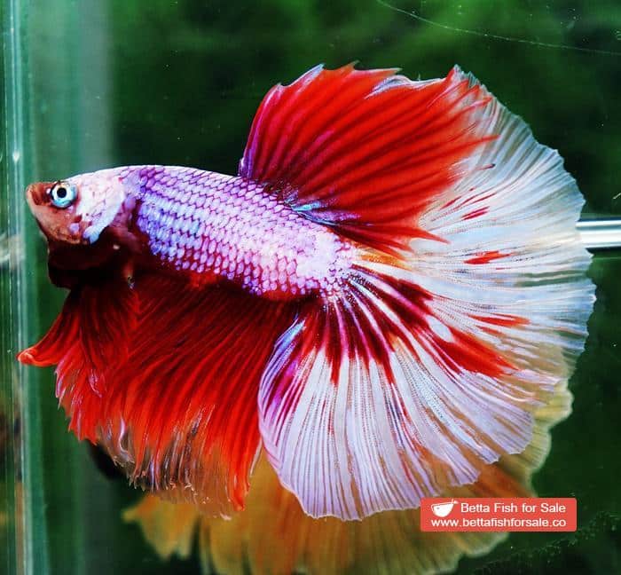 Betta fish OHM Fancy Pink Lilly Flower - Image 3
