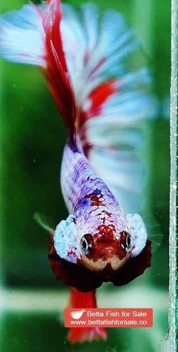 Betta fish OHM Fancy Pink Lilly Flower - Image 5