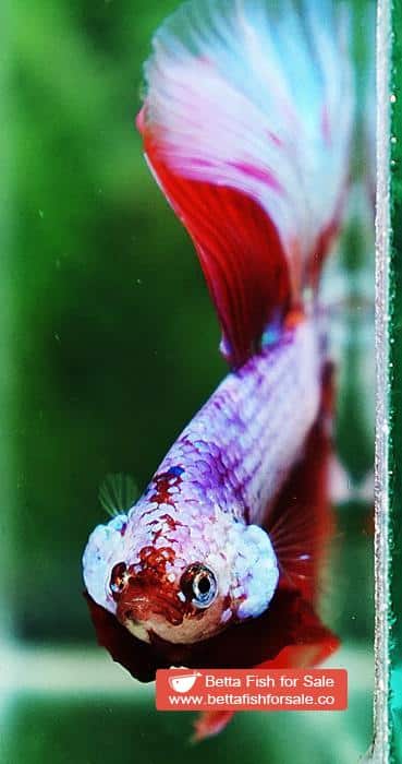 Betta fish OHM Fancy Pink Lilly Flower - Image 6