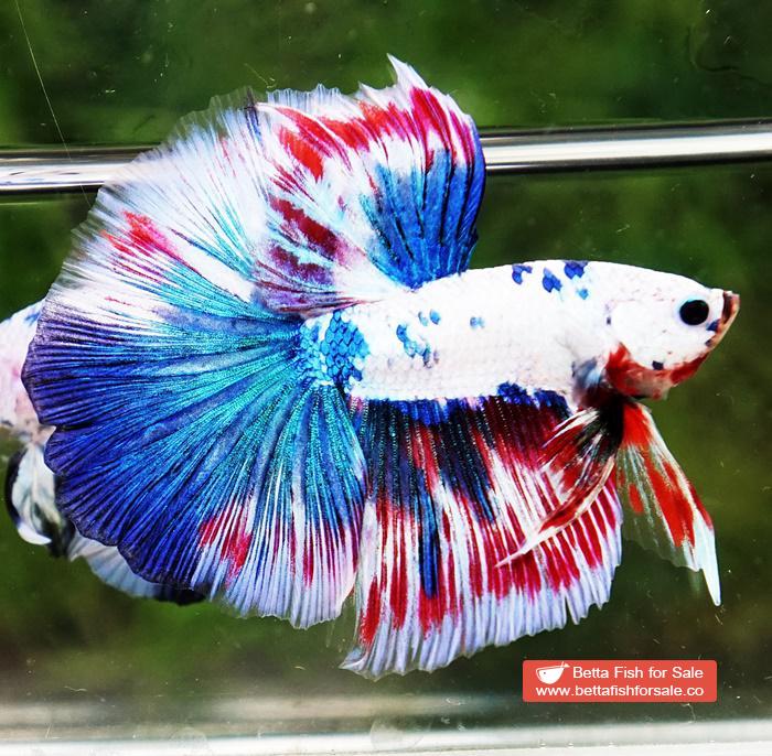 Betta fish OHM Magical Pink Blue Marble Series (Comp Grade) - Image 5