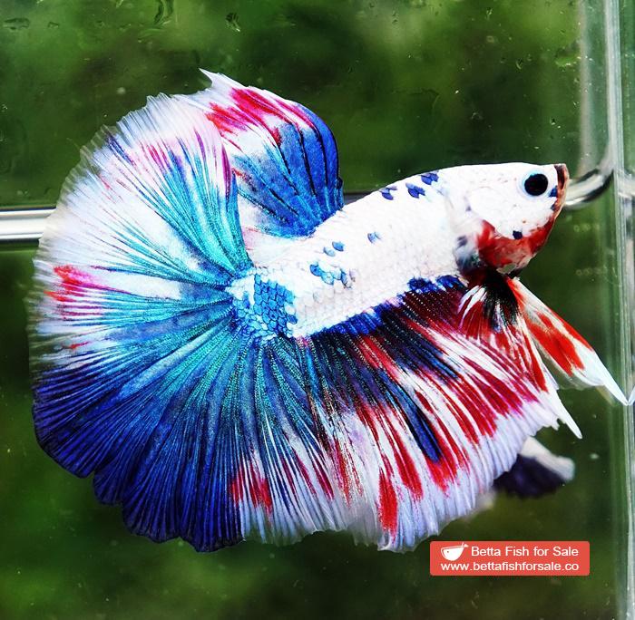 Betta fish OHM Magical Pink Blue Marble Series (Comp Grade) - Image 3