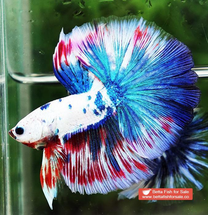 Betta fish OHM Magical Pink Blue Marble Series (Comp Grade) - Image 2