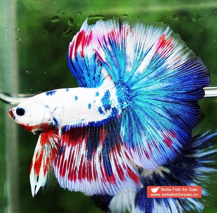 Betta fish OHM Magical Pink Blue Marble Series (Comp Grade) - Image 6