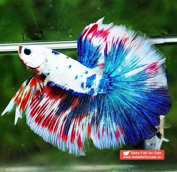 Betta fish OHM Magical Pink Blue Marble Series (Comp Grade) - Image 4