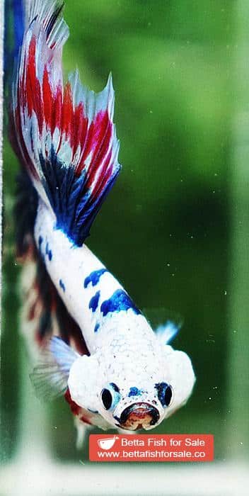 Betta fish OHM Magical Pink Blue Marble Series (Comp Grade) - Image 7