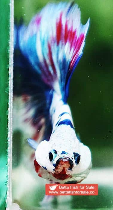 Betta fish OHM Magical Pink Blue Marble Series (Comp Grade) - Image 8