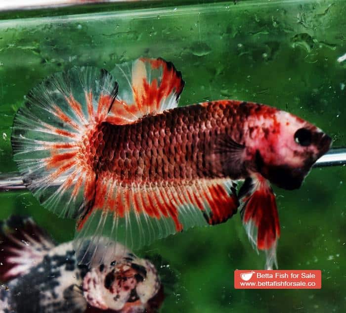 Betta fish HMPK Dark Red Armageddon - Image 4