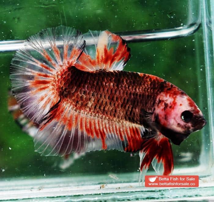 Betta fish HMPK Dark Red Armageddon - Image 6
