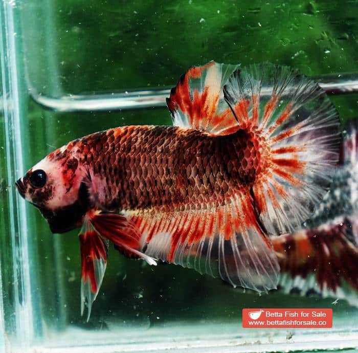 Betta fish HMPK Dark Red Armageddon - Image 5