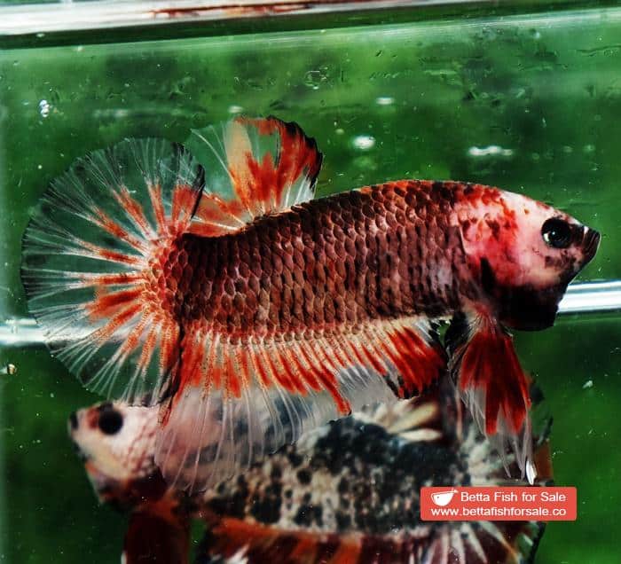 Betta fish HMPK Dark Red Armageddon - Image 2