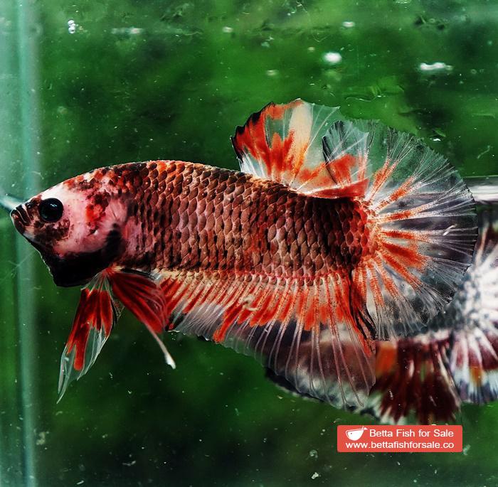 Betta fish HMPK Dark Red Armageddon - Image 3