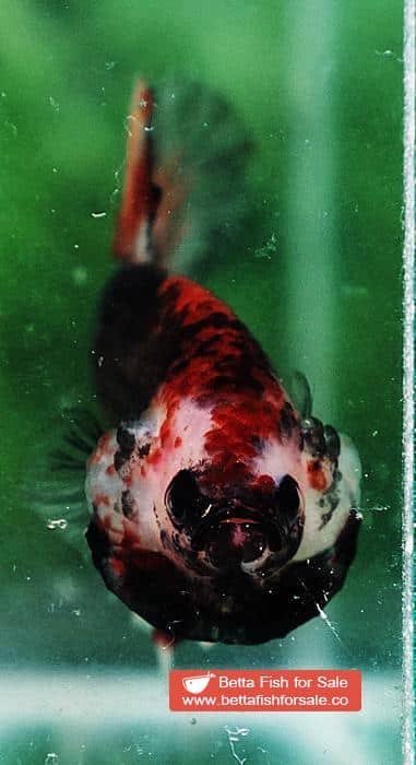 Betta fish HMPK Dark Red Armageddon - Image 7