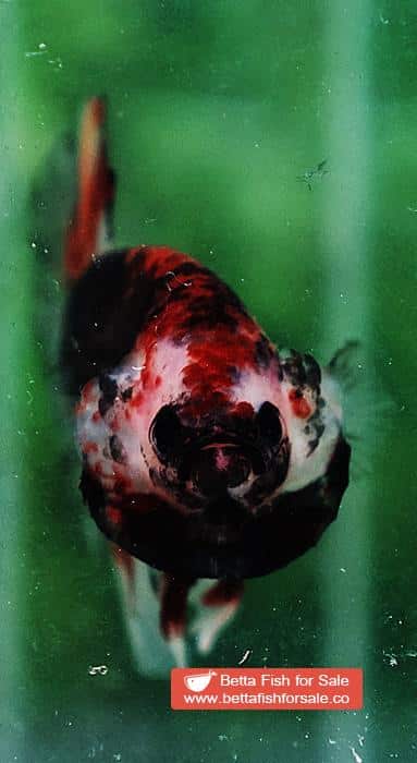 Betta fish HMPK Dark Red Armageddon - Image 8