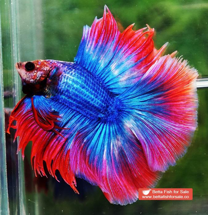 Betta fish Betta fish DTHM Mascot Thailand Flag - Image 3