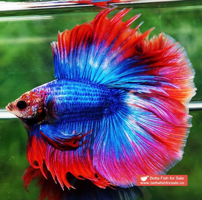 Betta fish Betta fish DTHM Mascot Thailand Flag - Image 4