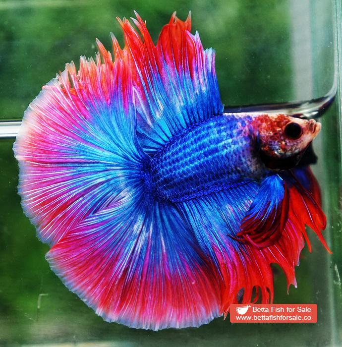 Betta fish Betta fish DTHM Mascot Thailand Flag - Image 2