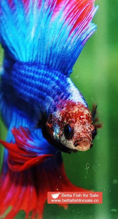 Betta fish Betta fish DTHM Mascot Thailand Flag - Image 5
