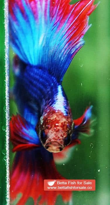 Betta fish Betta fish DTHM Mascot Thailand Flag - Image 6