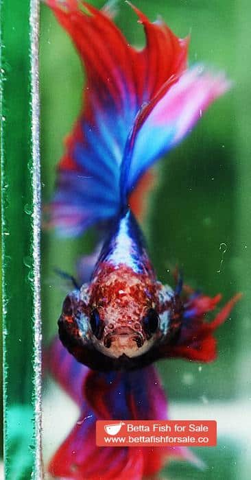 Betta fish Betta fish DTHM Mascot Thailand Flag - Image 7