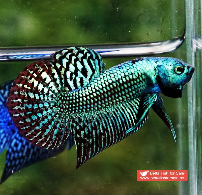 Wild Betta fish Super Green Alien Hybrid - Image 4