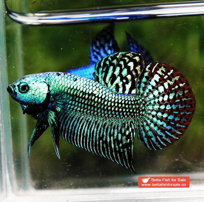 Wild Betta fish Super Green Alien Hybrid - Image 5