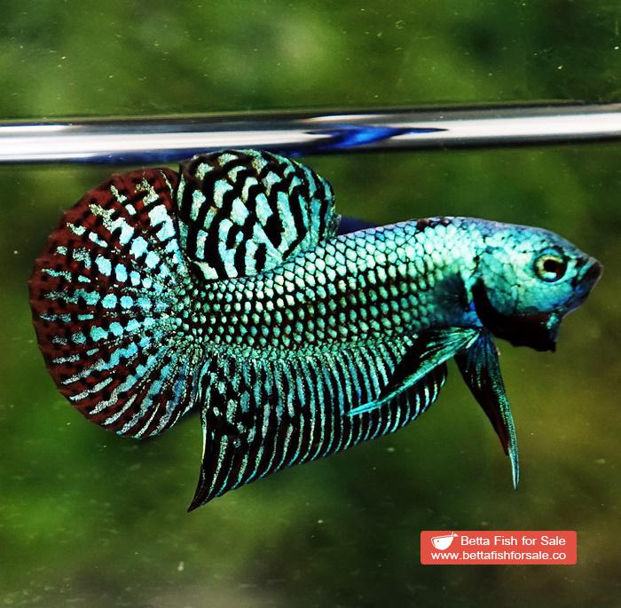 Wild Betta fish Super Green Alien Hybrid - Image 2