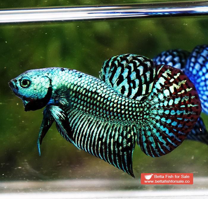 Wild Betta fish Super Green Alien Hybrid - Image 3