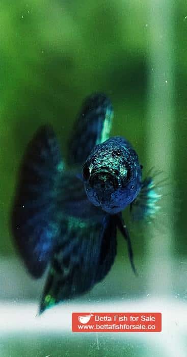 Wild Betta fish Super Green Alien Hybrid - Image 6