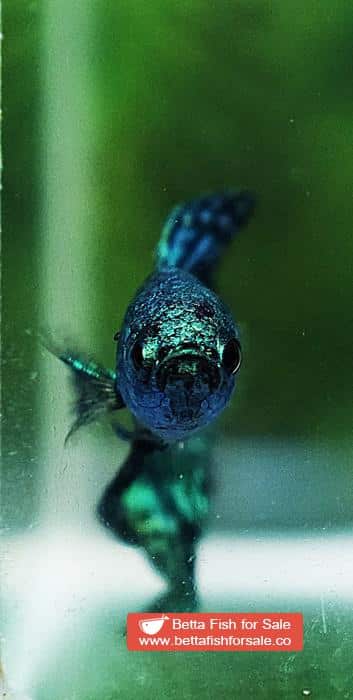 Wild Betta fish Super Green Alien Hybrid - Image 7
