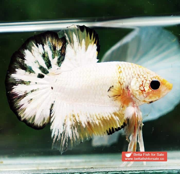 Betta fish HMPK Yellow Copper Marble Black Rim - Image 3