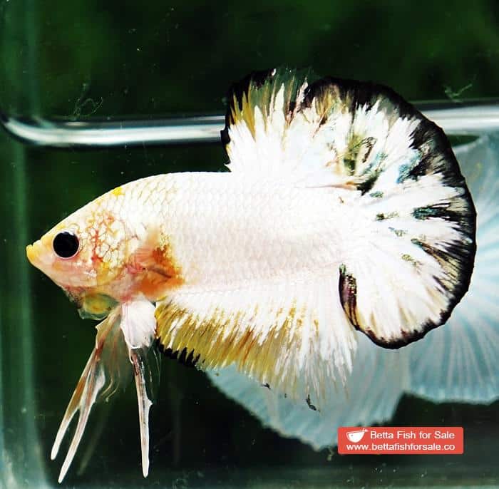 Betta fish HMPK Yellow Copper Marble Black Rim - Image 4