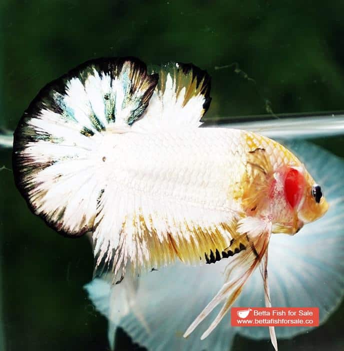 Betta fish HMPK Yellow Copper Marble Black Rim - Image 5