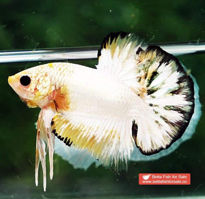 Betta fish HMPK Yellow Copper Marble Black Rim - Image 6