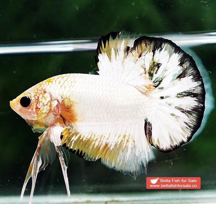 Betta fish HMPK Yellow Copper Marble Black Rim - Image 2