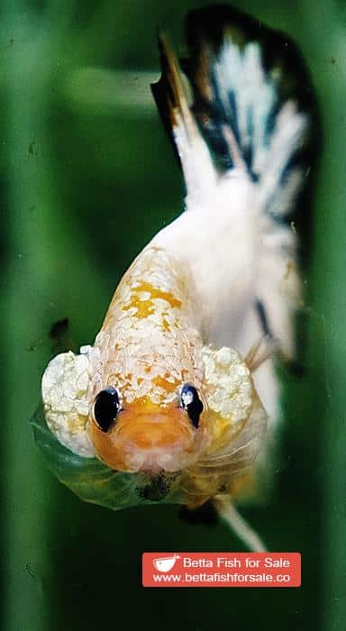 Betta fish HMPK Yellow Copper Marble Black Rim - Image 7