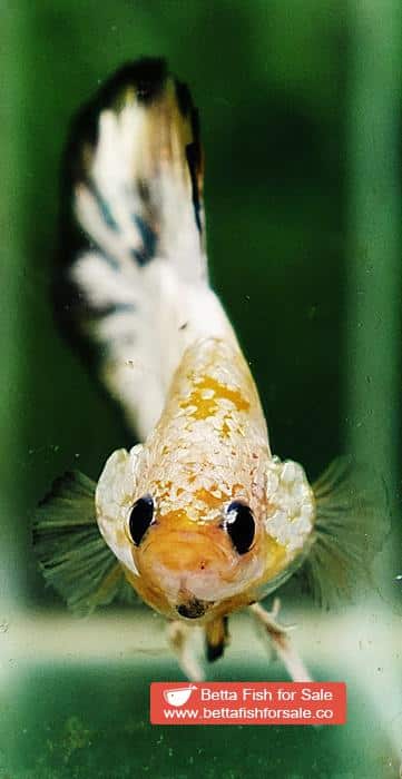 Betta fish HMPK Yellow Copper Marble Black Rim - Image 8